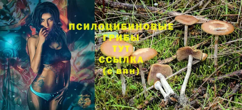 Галлюциногенные грибы Cubensis  Россошь 